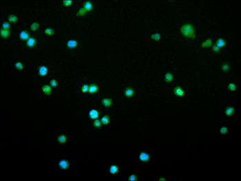 FKBP5 Antibody
