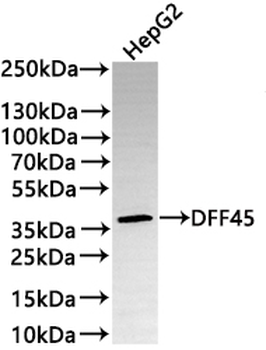 DFFA Antibody
