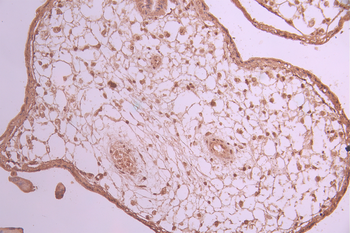 RYBP Antibody