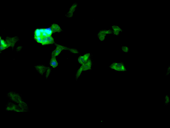 RYBP Antibody