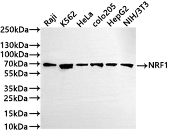 NRF1 Antibody