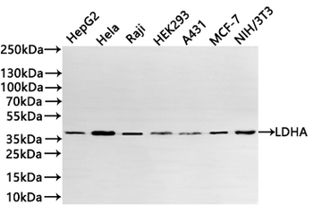 LDHA Antibody