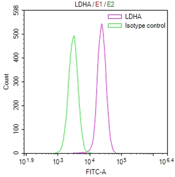 LDHA Antibody
