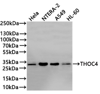 ALYREF Antibody