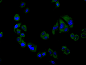 FLOT1 Antibody