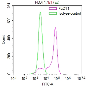 FLOT1 Antibody