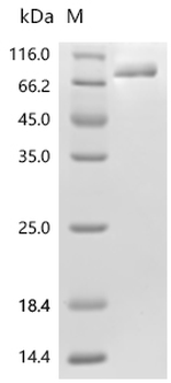 Recombinant Macaca fascicularis Transferrin receptor protein 1 (EGM_21146), partial (Active)