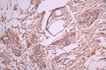 NR1H3 Antibody