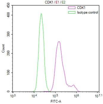 CDK2/CDK1 Antibody