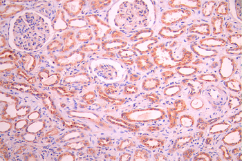 FLOT1 Antibody