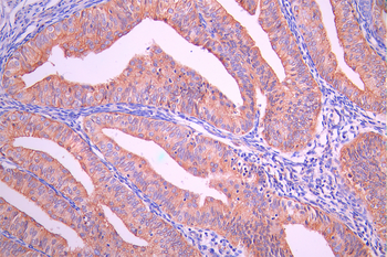 FLOT1 Antibody