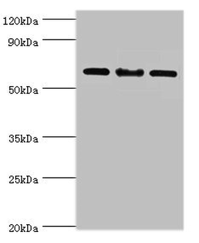 IL22RA1 Antibody