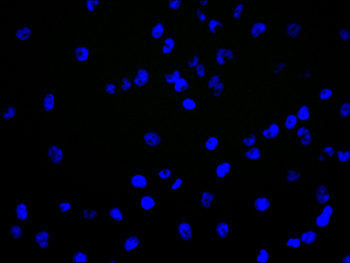 ARHGAP29 Antibody