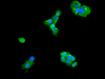 ARHGAP29 Antibody