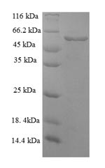 Mouse Serpinh1 protein