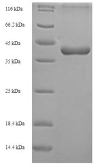 Mouse Wisp2 protein