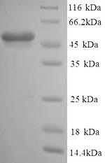 Mouse GFAP protein
