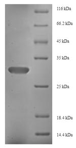 Human FGF13 protein