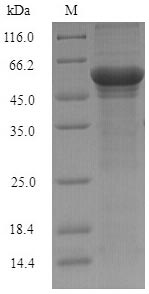 Fungi pos5 protein
