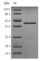 Fungi pos5 protein