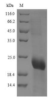 Human CD8A protein
