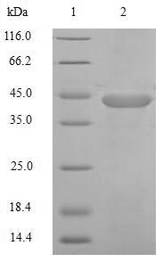 Human BTC protein