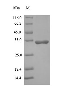 Human IL1B protein