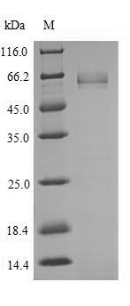 Human TCF7L2 protein