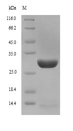 Mouse Il7r protein