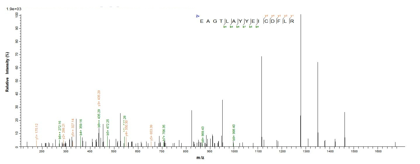 Human CHI3L1 protein