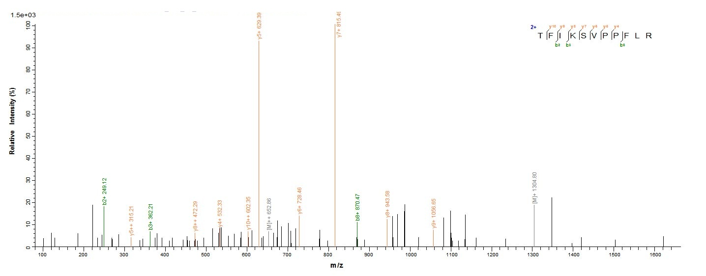 Human CHI3L1 protein