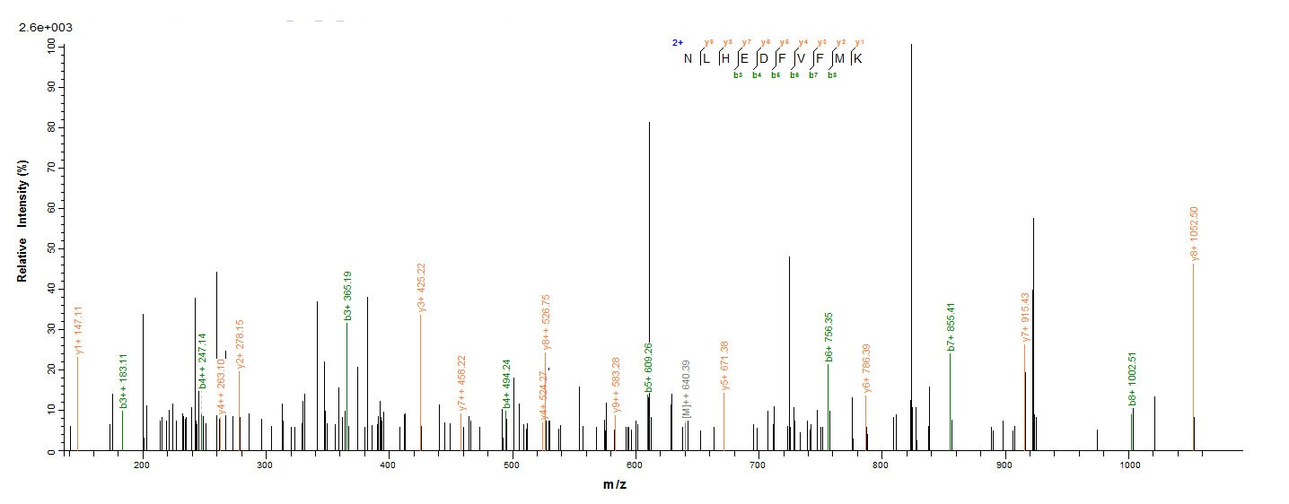 Human CD40LG protein