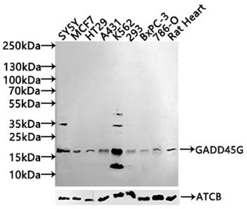 GADD45G Antibody