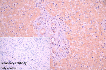 GADD45G Antibody
