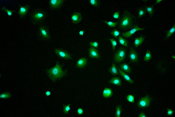 GADD45G Antibody