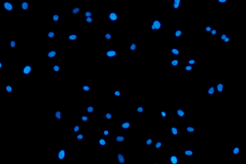GADD45G Antibody