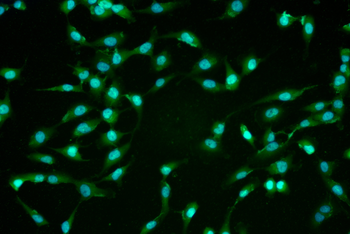 GADD45G Antibody