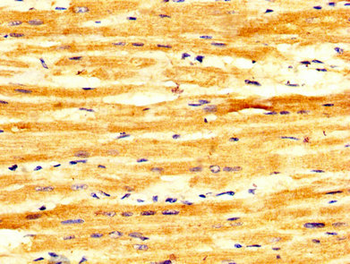 FASTKD2 Antibody
