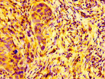 ARFGEF2 Antibody