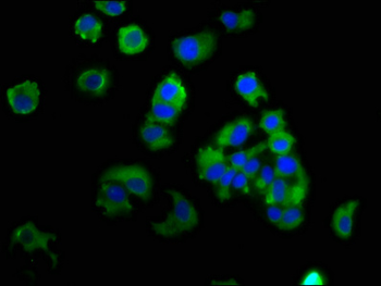 EPCAM Antibody