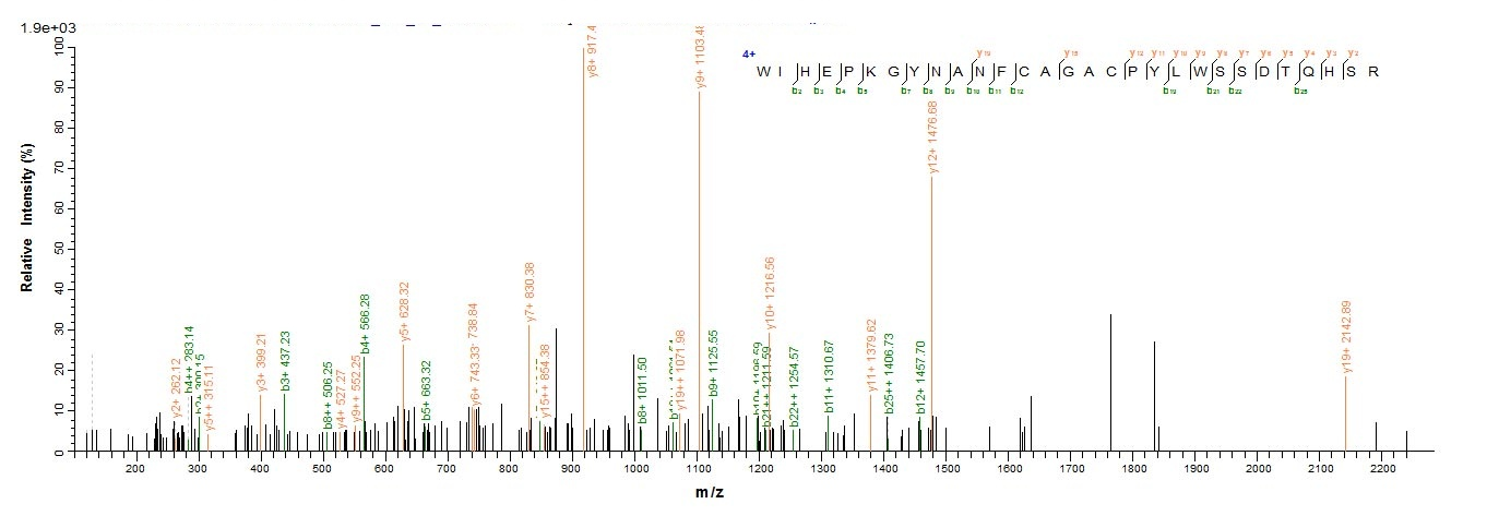 Human TGFB2 protein