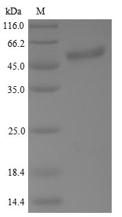 Human p53 protein