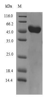 Mouse Vitamin D-binding protein