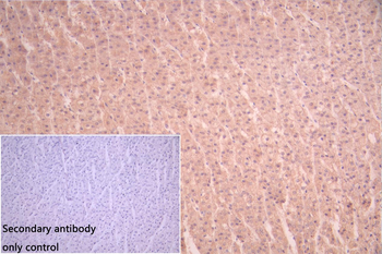 GPIHBP1 Antibody