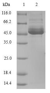 Human BMF protein