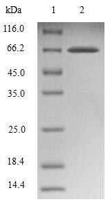 Human SH3GLB1 protein