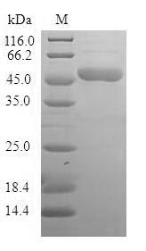 Human BAG2 protein