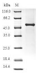 Human FGF14 protein