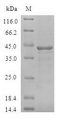 Human BCL2L15 protein