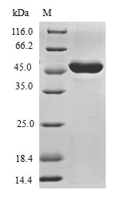 Human TRIAP1 protein